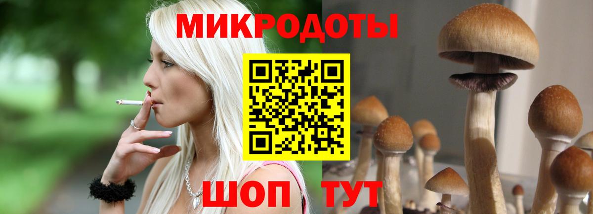 Волхов  Галлюциногенные грибы Psilocybine cubensis  Вход с VPN 